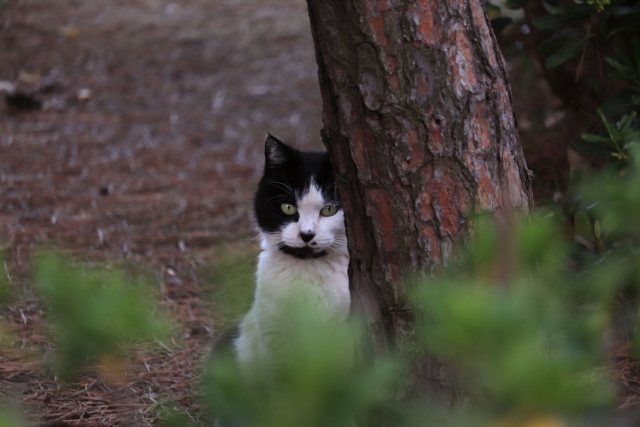然るべきのイメージ猫の写真