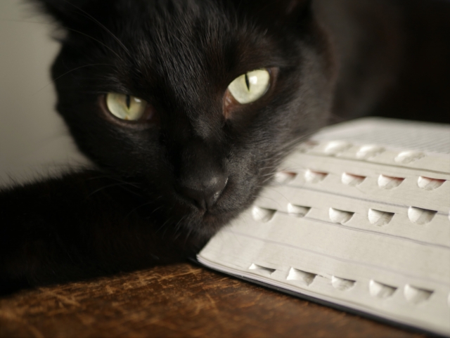 然るべきのイメージ猫の写真