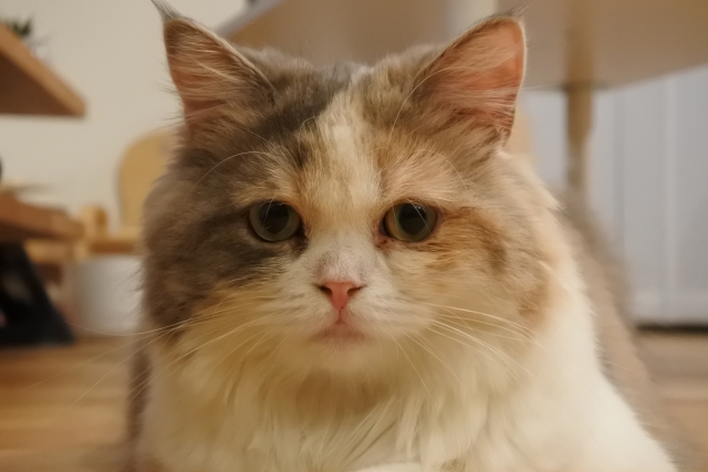 然るべきのイメージ猫の写真