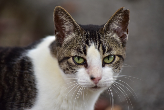然るべきのイメージ猫の写真