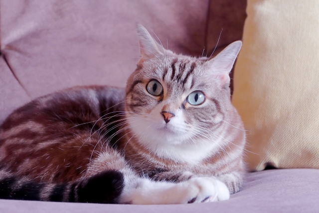 然るべきのイメージ猫の写真