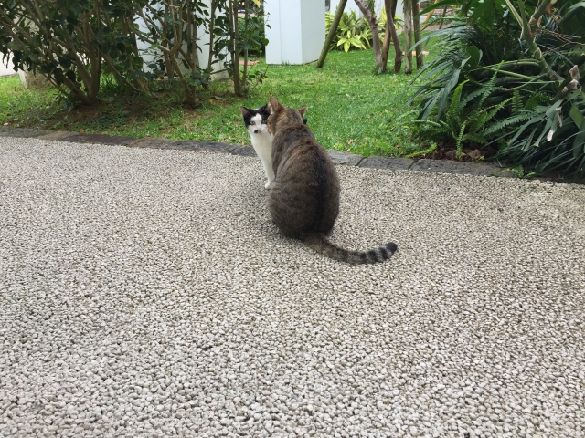 距離が近い猫の写真