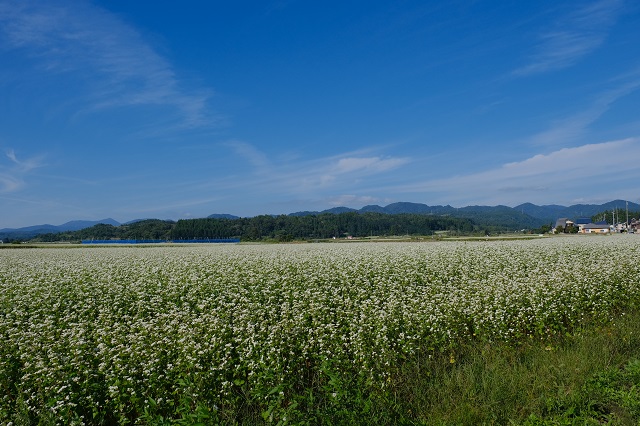山形県尾花沢市近辺の蕎麦畑の風景写真