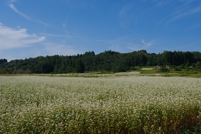山形県尾花沢市近辺の蕎麦畑の風景写真