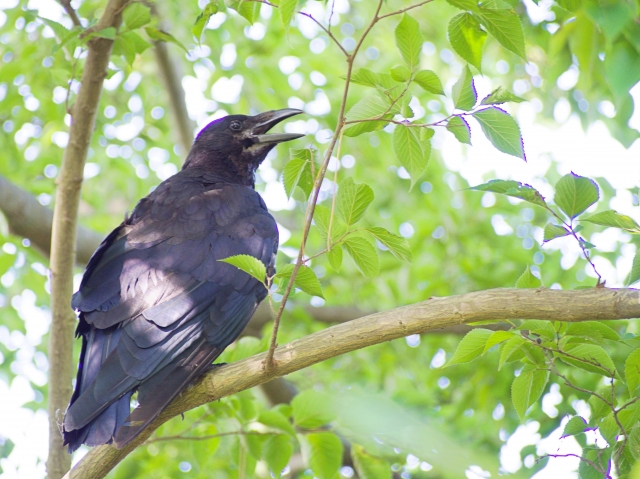 おこがましいのイメージ写真