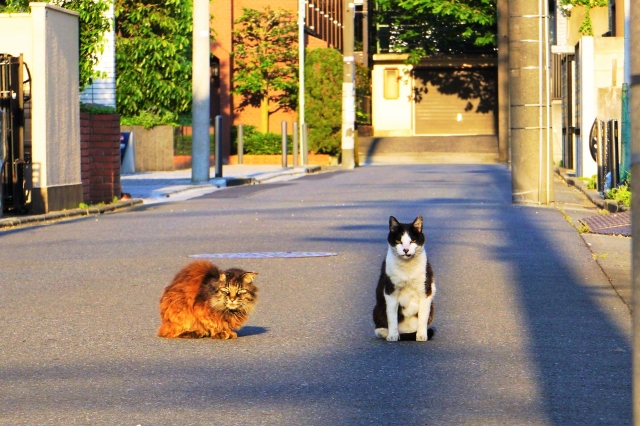 合縁奇縁の二匹の猫