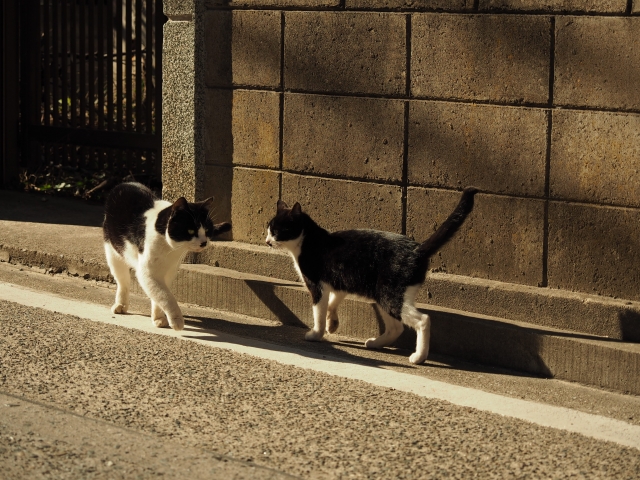 合縁奇縁の二匹の猫