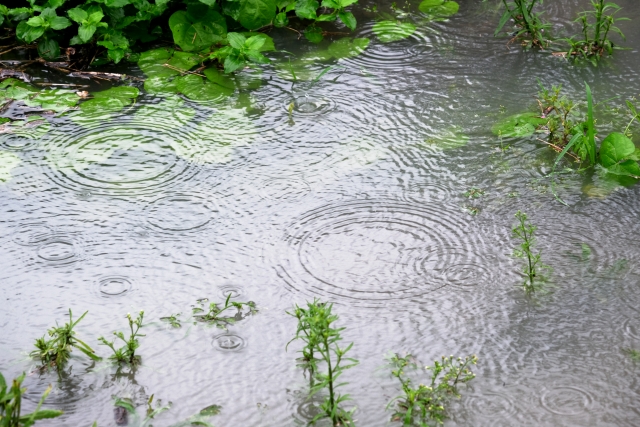 遣らずの雨のイメージ写真