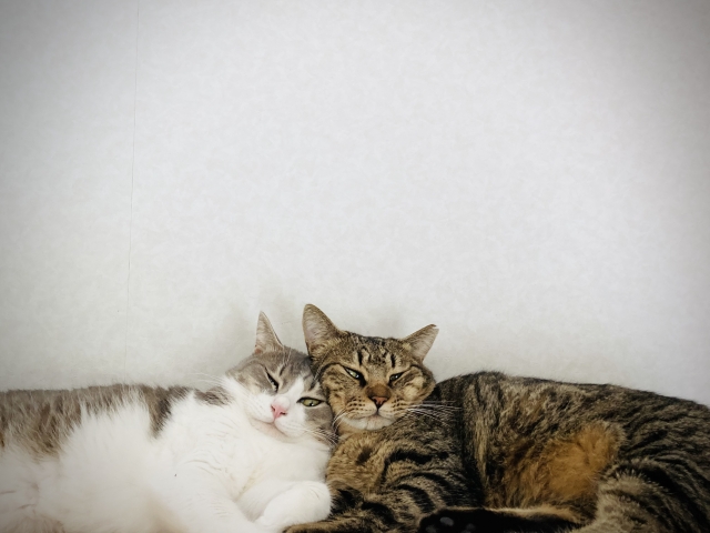 和をもって貴しのペット諸君