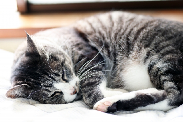 平仄の猫のイメージ写真