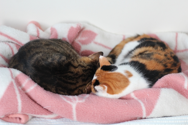 合縁奇縁の二匹の猫