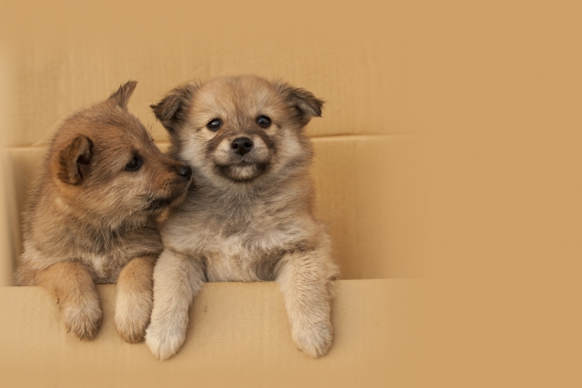 和をもって貴しのペット諸君