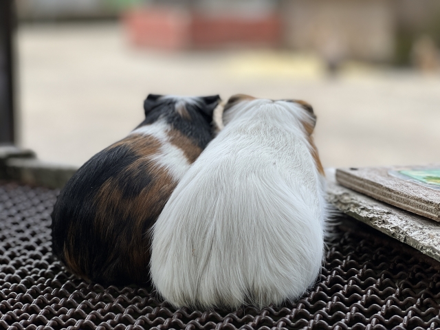 和をもって貴しのペット諸君