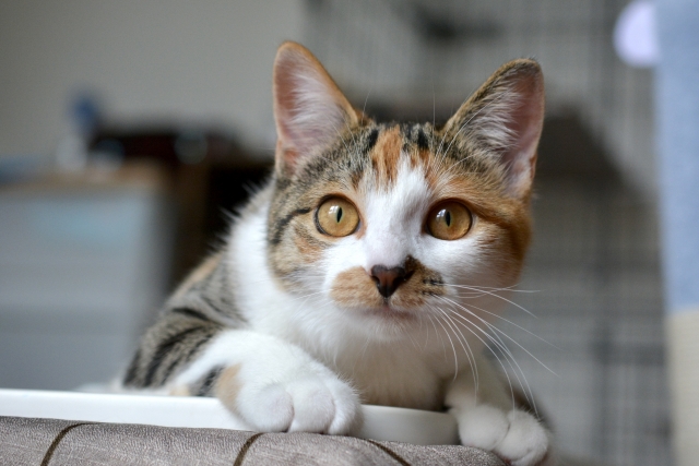 平仄の猫のイメージ写真