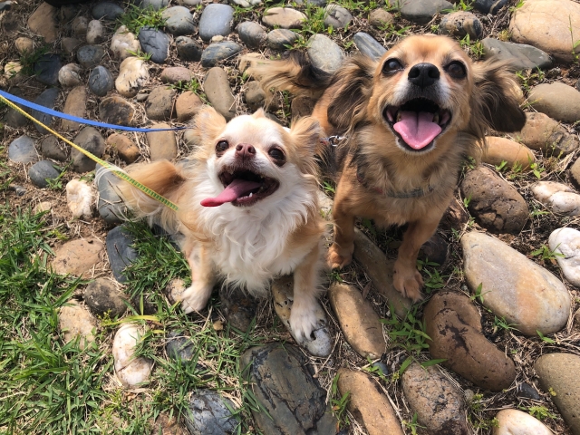 和をもって貴しのペット諸君