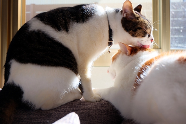 和をもって貴しのペット諸君