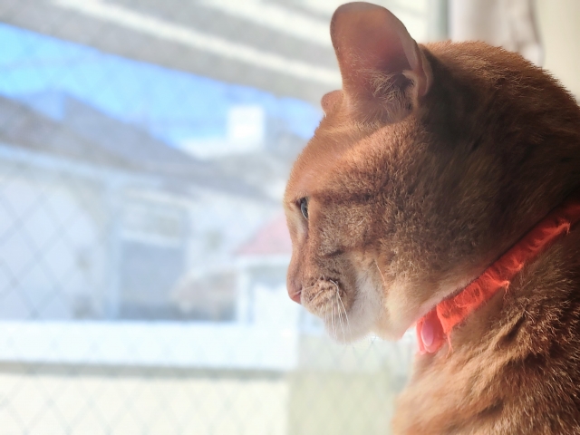 邪魔な存在のネコの写真