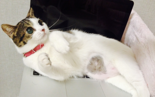 邪魔な存在のネコの写真