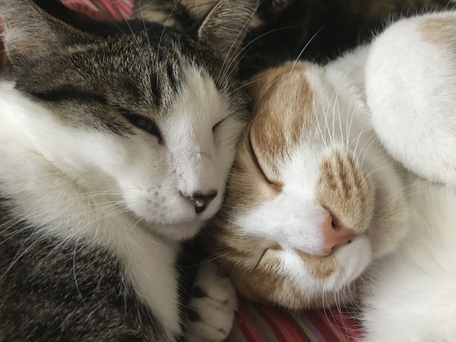 合縁奇縁の二匹の猫