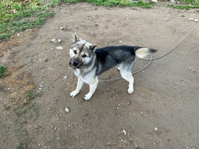 我が家の飼い犬可愛いワンちゃんの写真