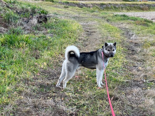 我が家の飼い犬可愛いワンちゃんの写真