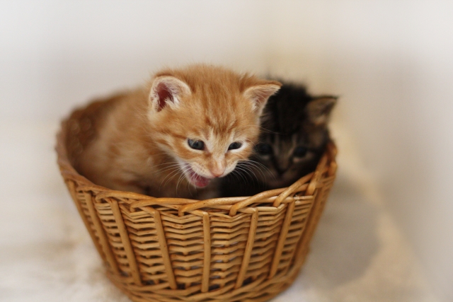 皮肉のイメージ写真