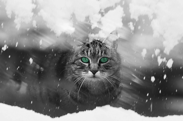 老兵去るのみ・猫のイメージ写真