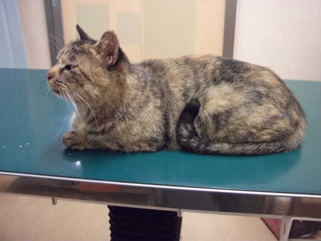 ケガした猫が快方に向かうイメージ写真