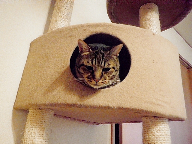 何かを課され不満な猫の写真