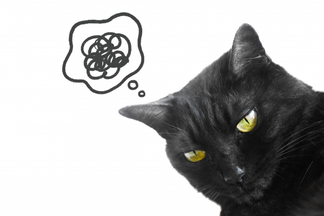 何かを課され不満な猫の写真