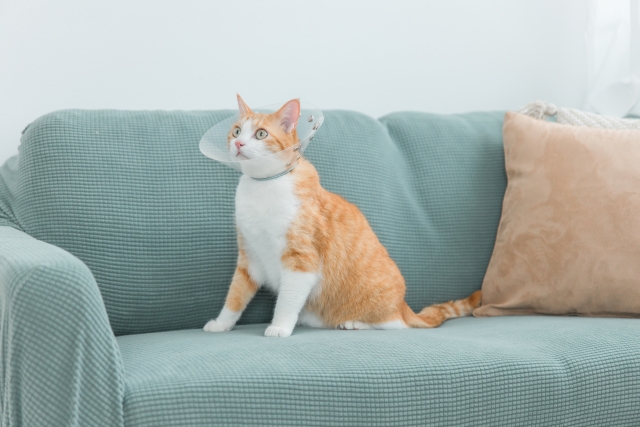 ケガした猫が快方に向かうイメージ写真