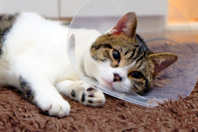 ケガした猫が快方に向かうイメージ写真