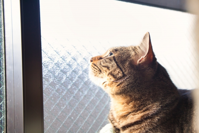 老兵去るのみ・猫のイメージ写真
