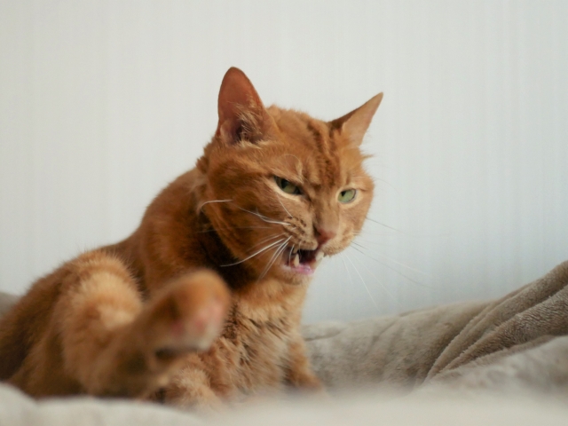 何かを課され不満な猫の写真