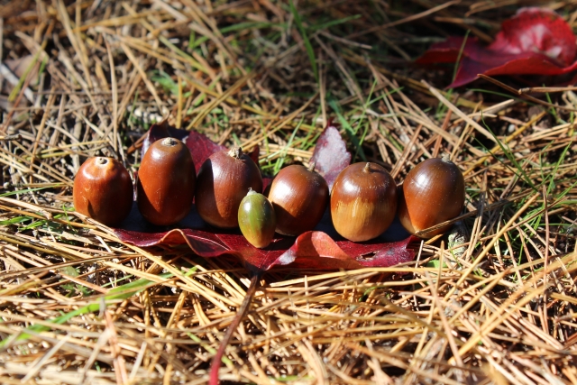 五十歩百歩のイメージ写真