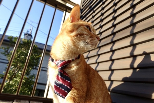 何かを課され不満な猫の写真