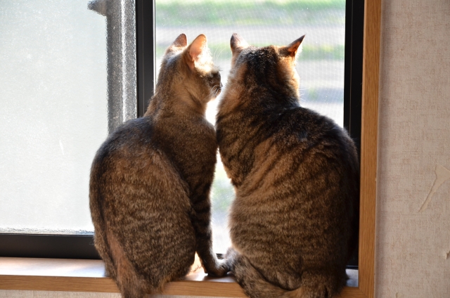 老兵去るのみ・猫のイメージ写真