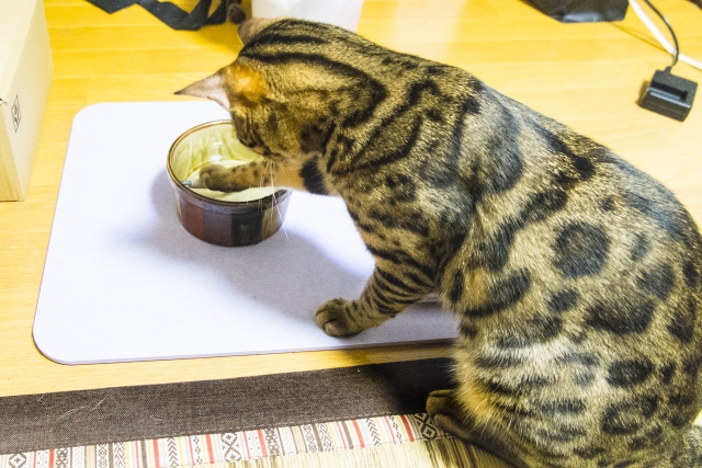 困ったネコの写真