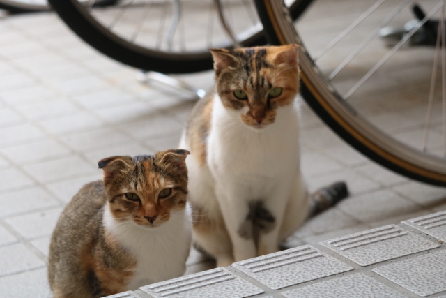 猫の親子鷹のイメージ写真