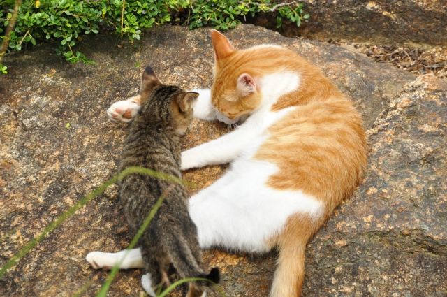 猫の親子鷹のイメージ写真