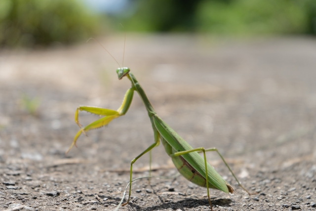 蟷螂の写真