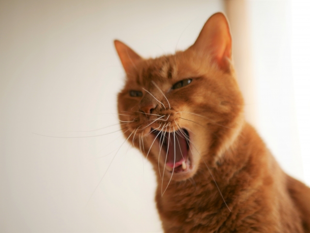 口は禍だった猫の表情