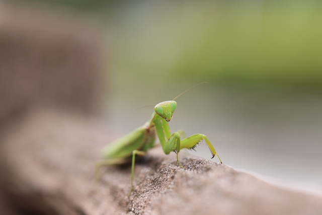 蟷螂の写真