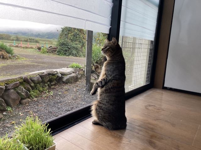 未練たらたらのネコ