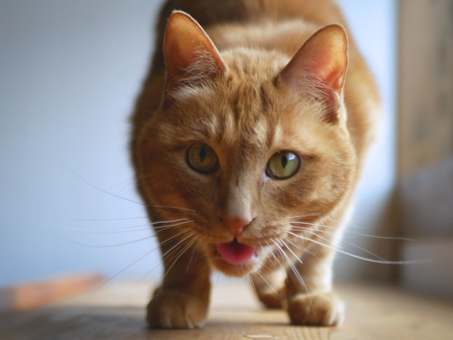 口は禍だった猫の表情