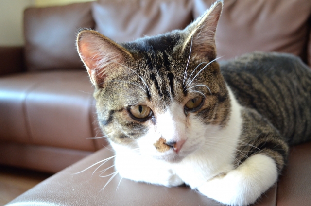 白眉のイメージ写真