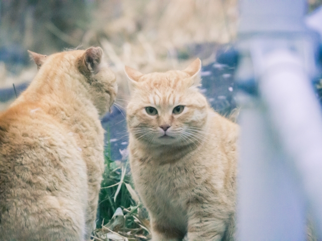 両雄並び立たない猫