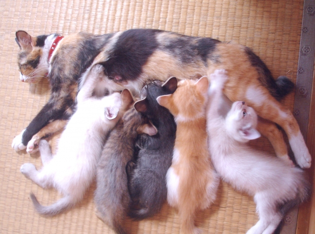 猫の親子鷹のイメージ写真