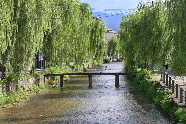 「柳に風」のイメージ写真