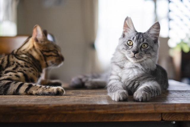 耳をそばだてる猫の写真